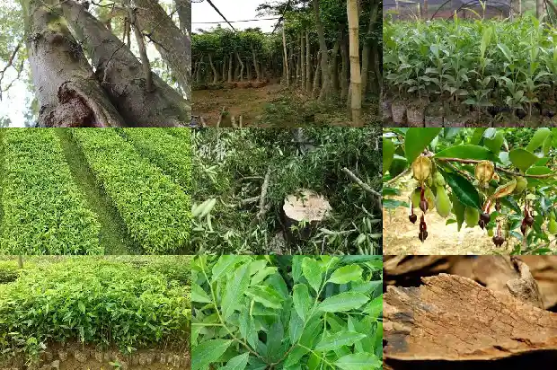 沉香买卖1684832584074 沉香买卖1684832584074