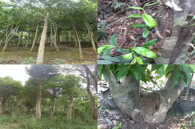 沉香纯天然1688344084412 沉香纯天然1688344084412