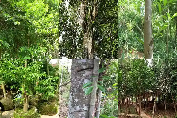 沉香苗多钱1684832611290 沉香苗多钱1684832611290