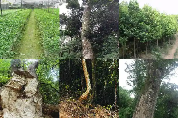 沉香苗多钱1684832611335 沉香苗多钱1684832611335