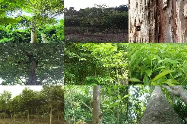 奇南沉香木树苗的种植方法1684832642998 奇南沉香木树苗的种植方法1684832642998