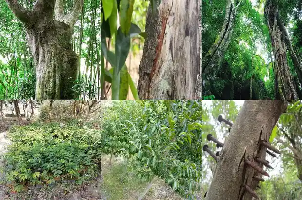 沉香树苗哪里收购1684886948141