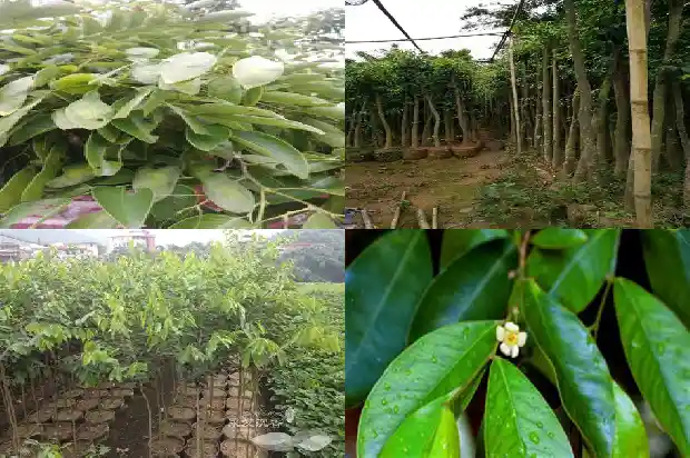 沉香树苗哪里收购1684886948189