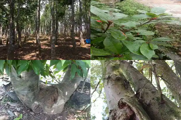 沉香杯苗1684887269697