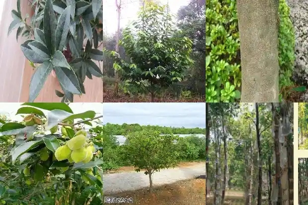 沉香杯苗1684887269744