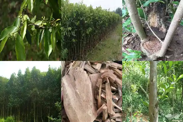 沉香杯苗1684887269792