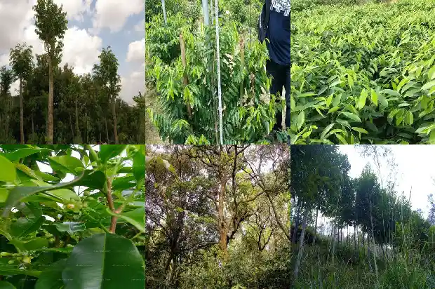嫁接沉香苗结香质量1699056562232 嫁接沉香苗结香质量1699056562232