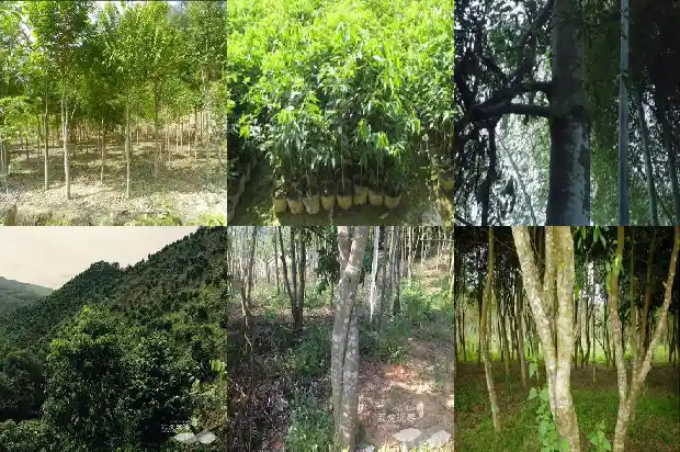 石楠沉香苗1684887391644 石楠沉香苗1684887391644