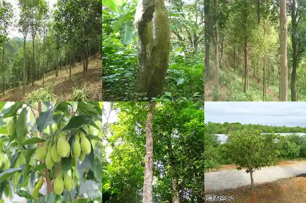 马来沉香手串价格1692835798290 马来沉香手串价格1692835798290