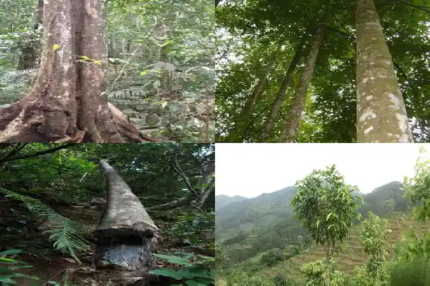 石楠沉香苗1684887391739 石楠沉香苗1684887391739