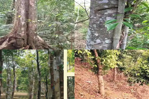 石楠沉香苗1684887391786 石楠沉香苗1684887391786