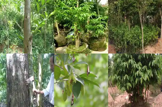 沉香木树苗种植1684887438449 沉香木树苗种植1684887438449