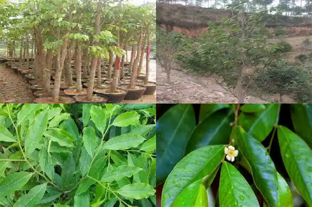 沉香木树苗种植1684887438497 沉香木树苗种植1684887438497