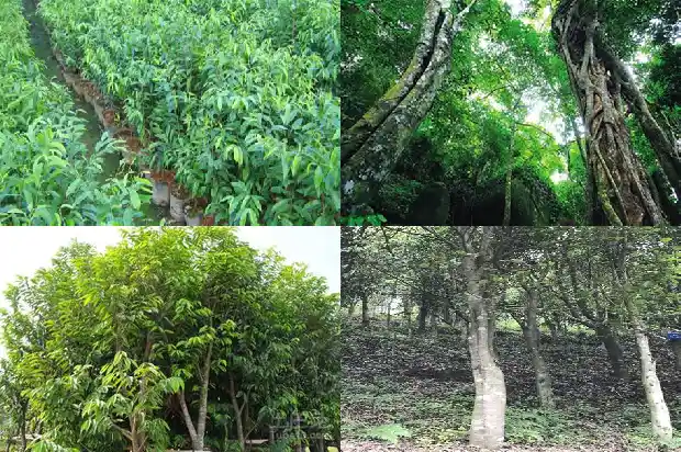 沉香珠子价格1693354166993 沉香珠子价格1693354166993