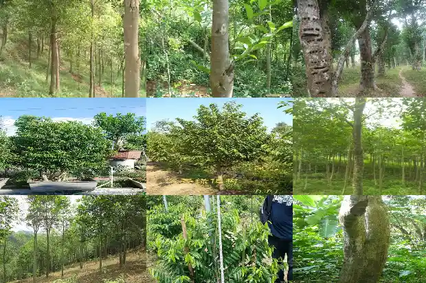 太极沉香化气片的价格1690675848358 太极沉香化气片的价格1690675848358