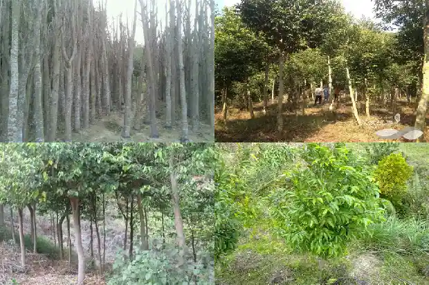 越南沉香产地1696464586462 越南沉香产地1696464586462
