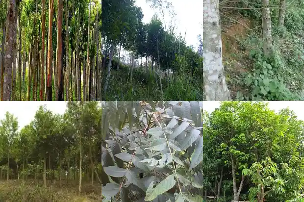奇楠沉香苗在什么样的地方可以种?1684887572278 奇楠沉香苗在什么样的地方可以种?1684887572278