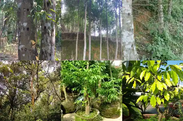 奇楠沉香树苗基地在哪里1684973437947 奇楠沉香树苗基地在哪里1684973437947