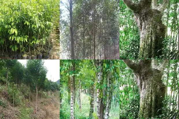 奇楠沉香树苗基地在哪里1684973437995 奇楠沉香树苗基地在哪里1684973437995