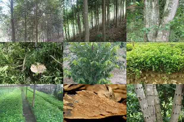 奇楠沉香树苗基地在哪里1684973438090 奇楠沉香树苗基地在哪里1684973438090