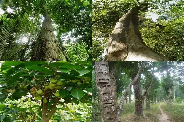 哪里有卖沉香树苗的1684973559442 哪里有卖沉香树苗的1684973559442