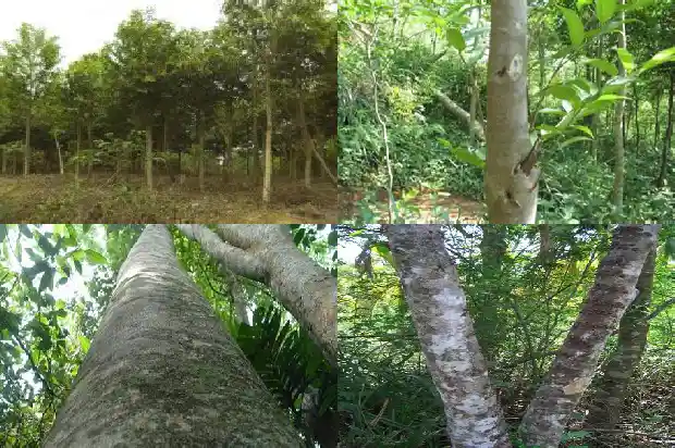 哪里有卖沉香树苗的1684973559489 哪里有卖沉香树苗的1684973559489