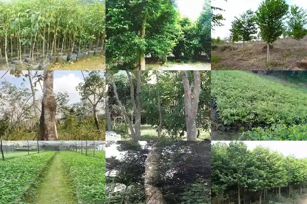 沉香树苗哪里买1684973608410 沉香树苗哪里买1684973608410