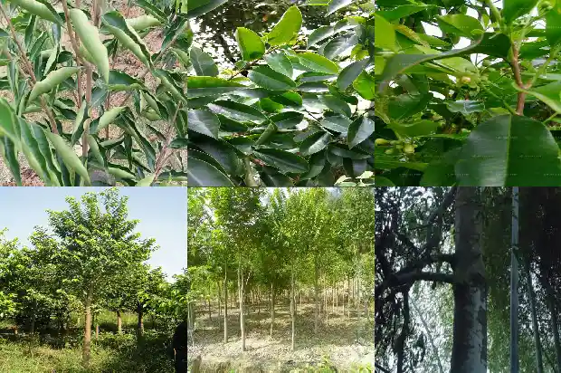 沉香树苗哪里买1684973608456 沉香树苗哪里买1684973608456