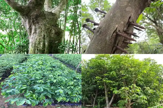 哪里有卖沉香树苗1684973662953 哪里有卖沉香树苗1684973662953