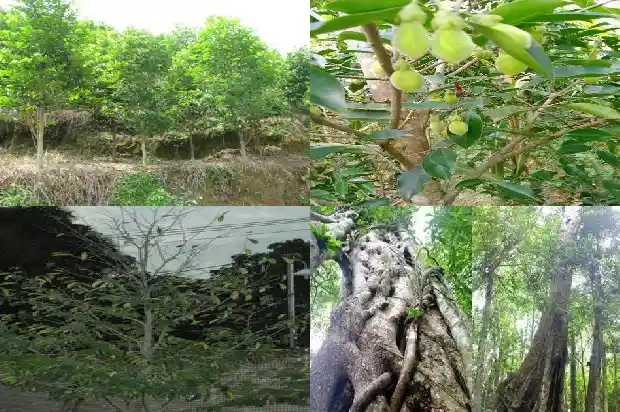哪里有卖沉香树苗1684973663001 哪里有卖沉香树苗1684973663001