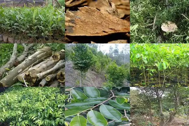 想种植沉香树苗哪里的好1684973730180 想种植沉香树苗哪里的好1684973730180