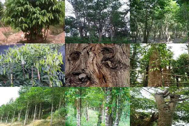 想种植沉香树苗哪里的好1684973730227 想种植沉香树苗哪里的好1684973730227