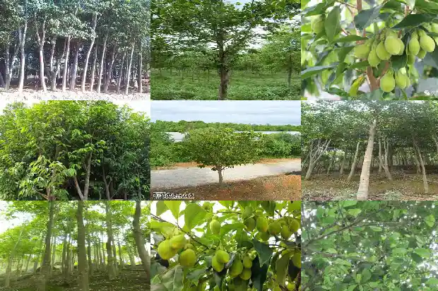 房前种沉香树好吗1694218124625 房前种沉香树好吗1694218124625