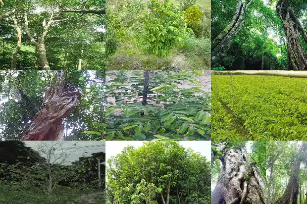 想种植沉香树苗哪里的好1684973730323 想种植沉香树苗哪里的好1684973730323