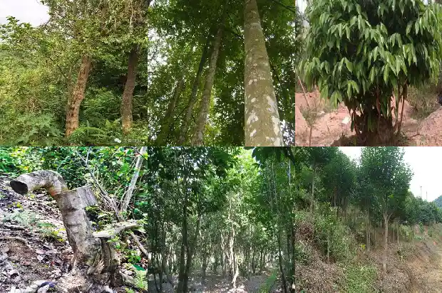 哪种沉香苗最好1684973757229 哪种沉香苗最好1684973757229
