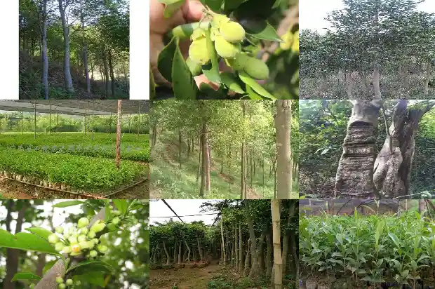沉香苗是什么样的1684973786806 沉香苗是什么样的1684973786806