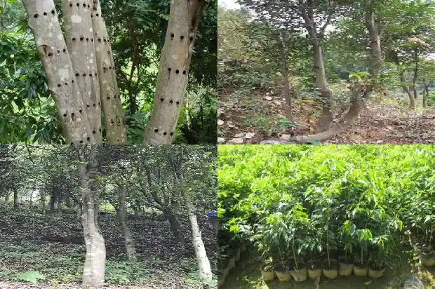 沉香苗是什么样的1684973786853 沉香苗是什么样的1684973786853