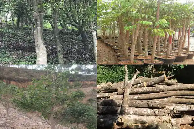 沉香苗是什么样的1684973786901 沉香苗是什么样的1684973786901