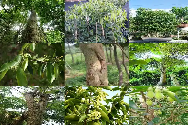 种哪种沉香树苗比较好1684973819071 种哪种沉香树苗比较好1684973819071