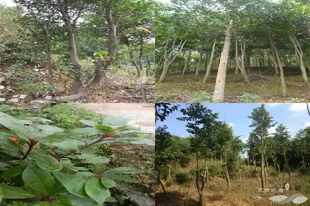 种哪种沉香树苗比较好1684973819119 种哪种沉香树苗比较好1684973819119
