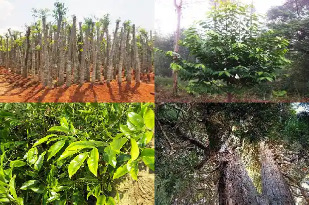 种哪种沉香树苗比较好1684973819167 种哪种沉香树苗比较好1684973819167