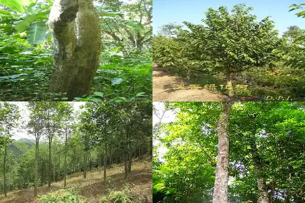 黄油格沉香产地1696291775978 黄油格沉香产地1696291775978