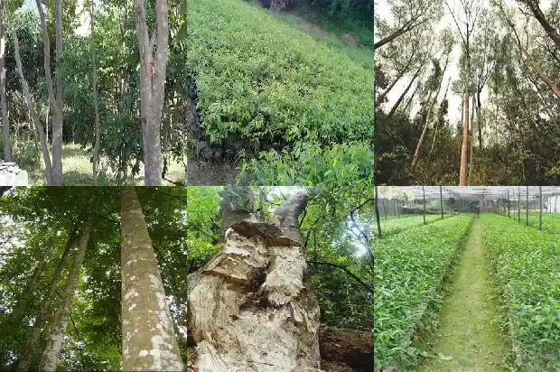 奇楠沉香树苗适合在哪里种1685059886796 奇楠沉香树苗适合在哪里种1685059886796