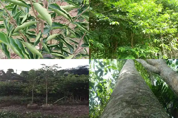奇楠沉香树苗适合在哪里种1685059886843 奇楠沉香树苗适合在哪里种1685059886843