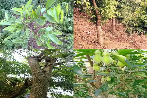 奇楠沉香树苗适合在哪里种1685059886891 奇楠沉香树苗适合在哪里种1685059886891