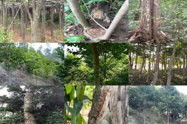 沉香木佛珠价格一般是多少钱的1689898391163 沉香木佛珠价格一般是多少钱的1689898391163