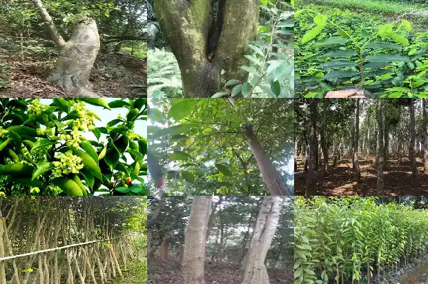 沉香楠木树苗1696982980977 沉香楠木树苗1696982980977