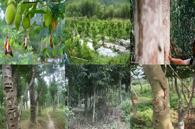 哪里买沉香苗1685060164320 哪里买沉香苗1685060164320