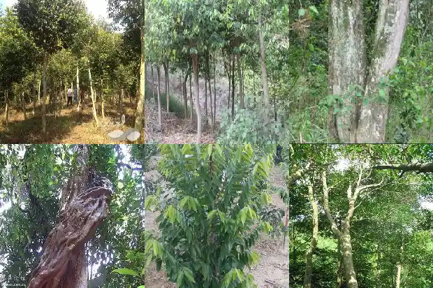 沉香母树1689466614568 沉香母树1689466614568