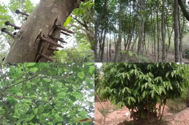 沉香苗怎么种植1685060193261 沉香苗怎么种植1685060193261